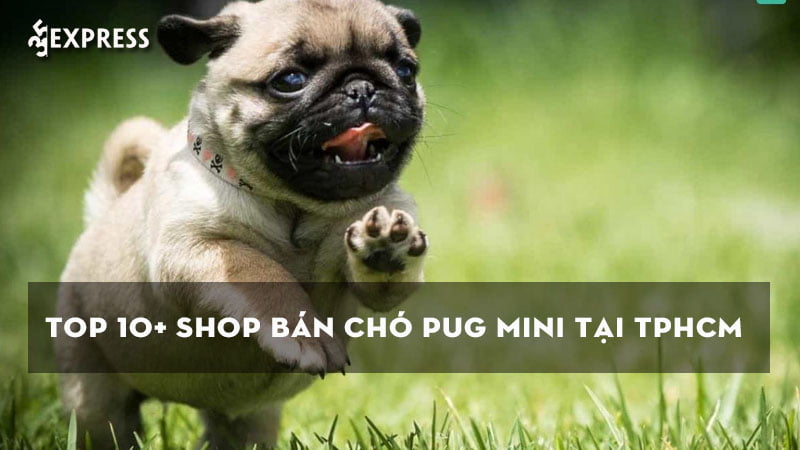 top-10-shop-ban-cho-pug-mini-tai-tphcm-dep-nhat