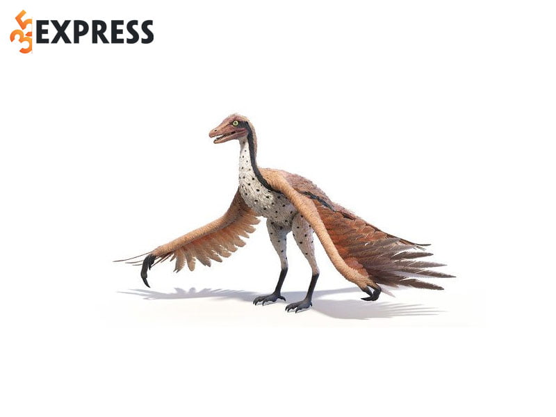 Phim Hoạt Hình Archaeopteryx Vẫy Tay Hình minh họa Sẵn có - Tải xuống Hình  ảnh Ngay bây giờ - Bút lông ngỗng, Chim, Chim thủy tổ - iStock