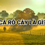 Cá rô cây là gì?