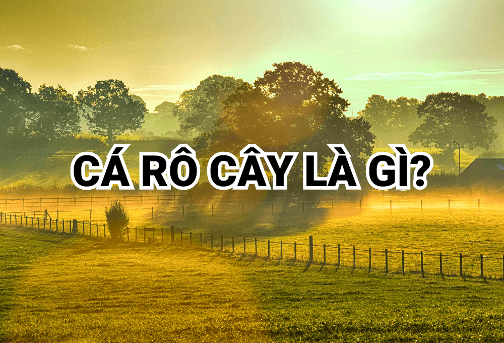 Cá rô cây là gì?