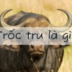 Trốc tru là gì? Giải nghĩa chi tiết từ trốc tru