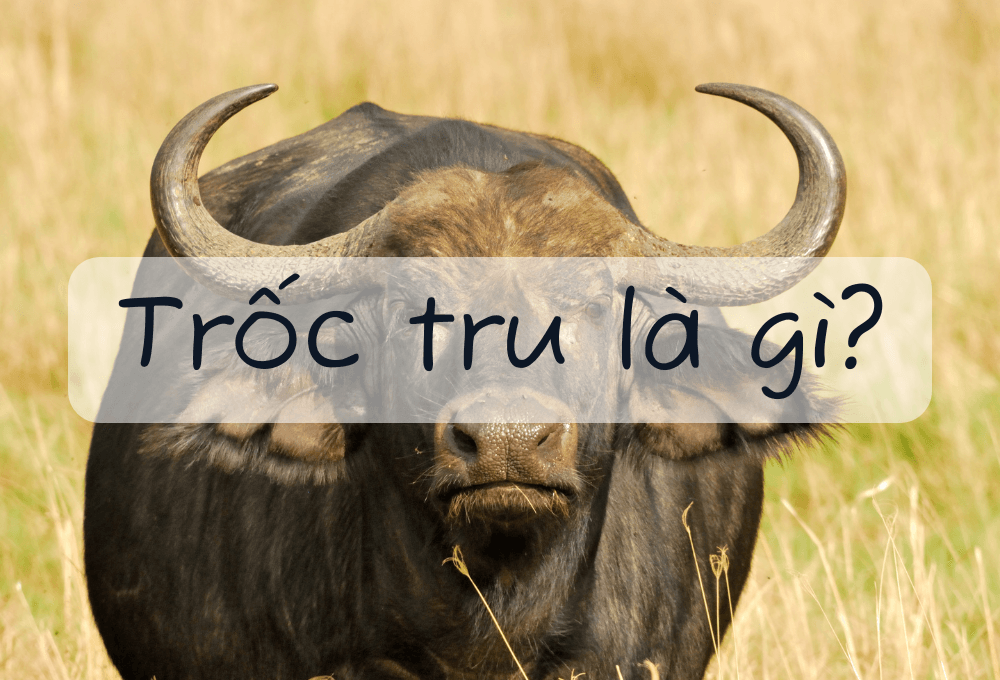 Trốc tru là gì? Giải nghĩa chi tiết từ trốc tru