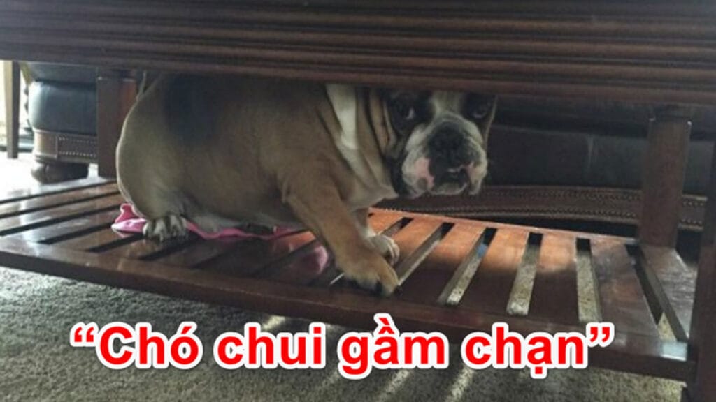 Chạn vương là gì?