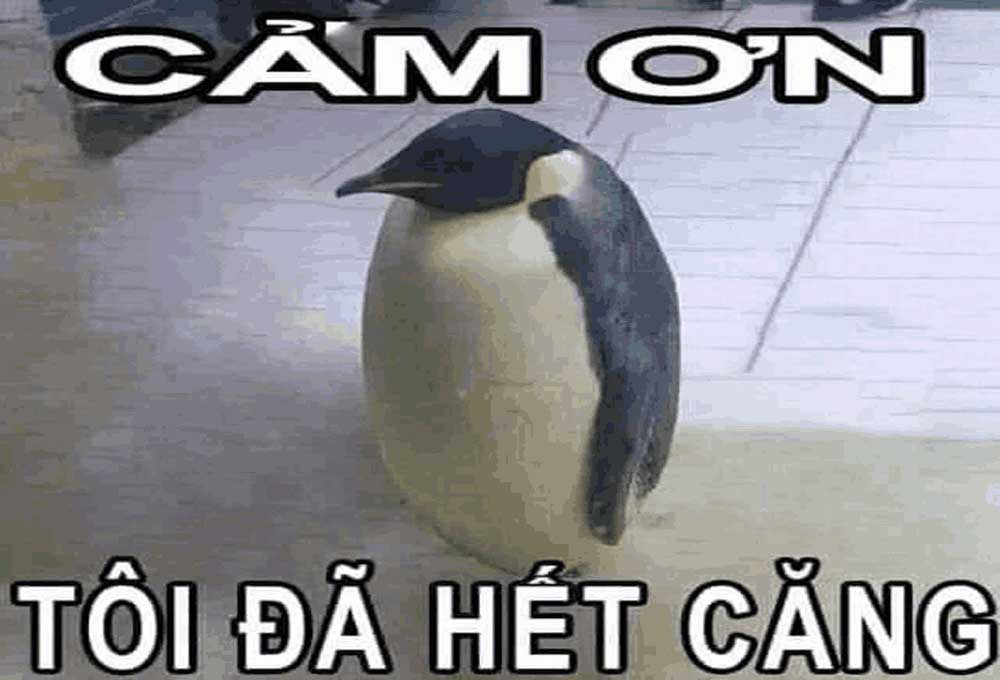 Một số hình meme Penguin 