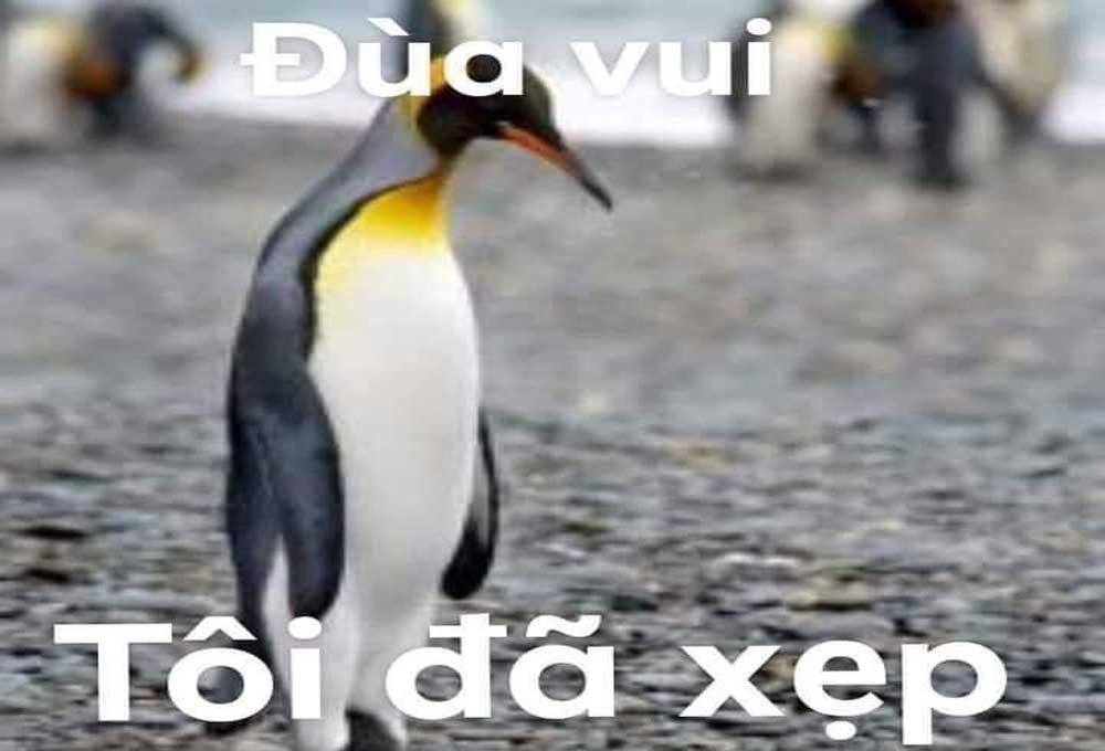 Một số hình meme Penguin 