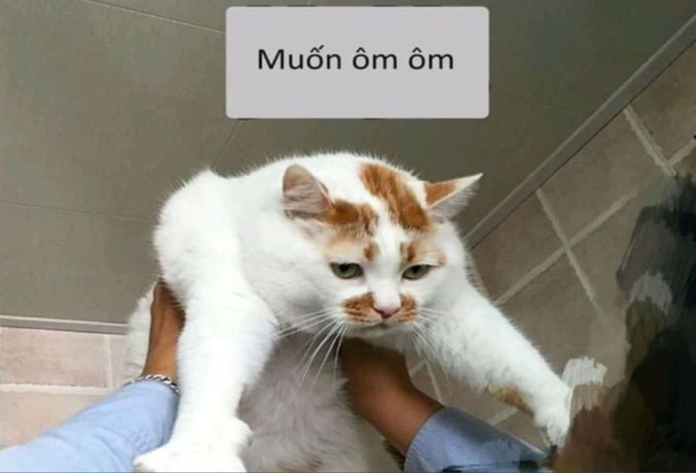 bộ sưu tập meme ôm
