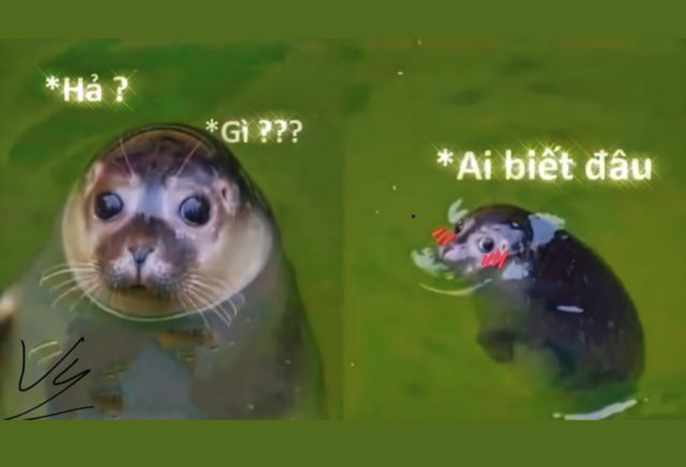 Meme rái cá là gì?