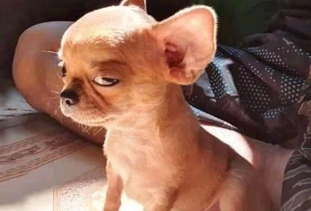 Mức độ phộ biến của meme chó trên mạng xã hội 