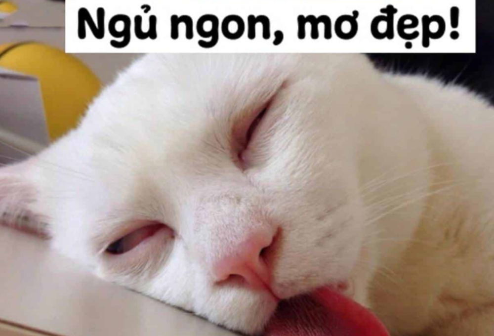 Tổng hợp các meme ngủ ngon