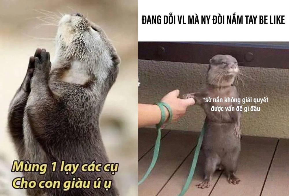 Tổng hợp các meme rái cá dễ thương