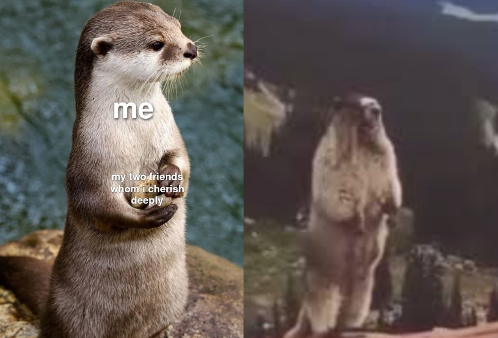 Tổng hợp các meme rái cá dễ thương