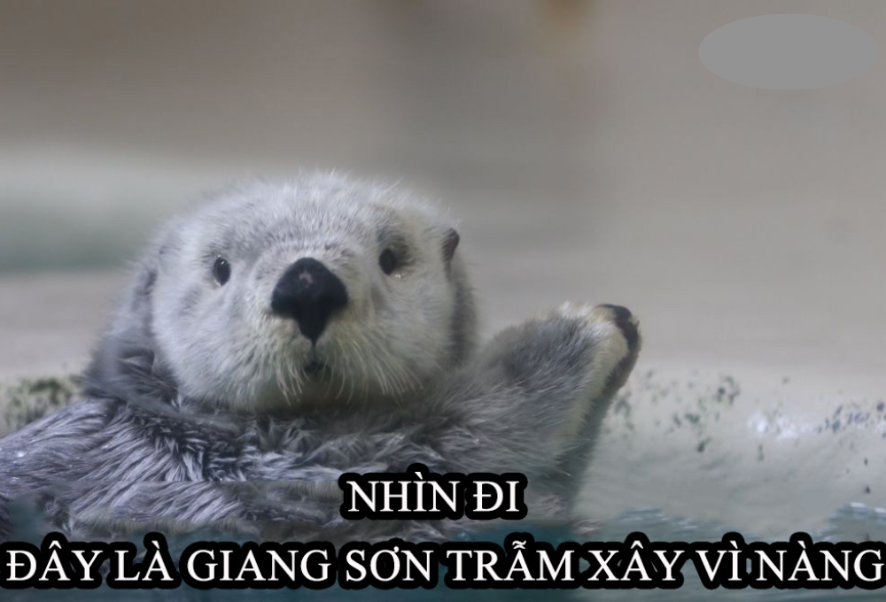 Tổng hợp các meme rái cá dễ thương