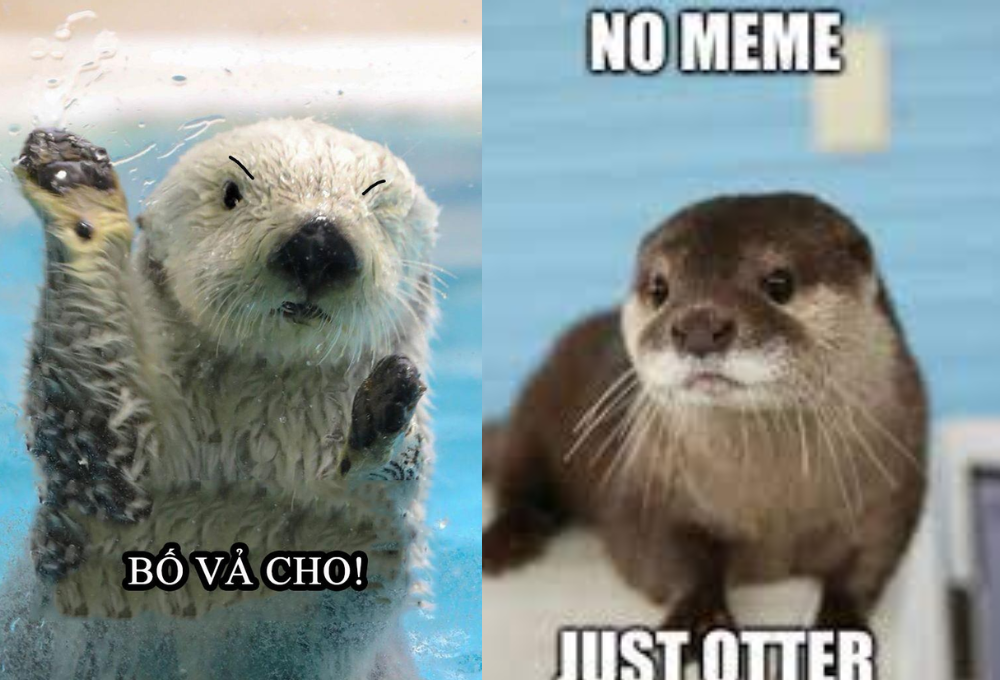 Tổng hợp các meme rái cá dễ thương