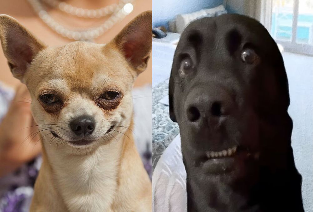 Tổng hợp meme chó thú vị hài hước đang thịnh hành