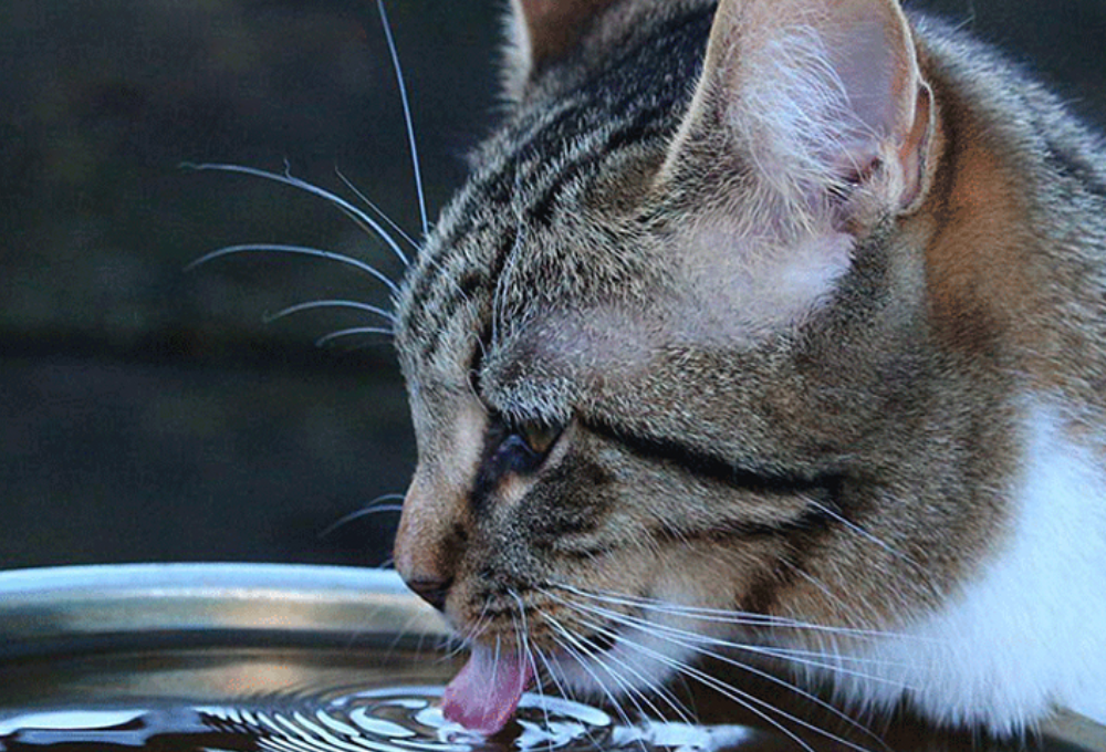Nguồn gốc của mlem mlem