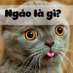 Ngáo là gì? Ý nghĩa và cách sử dụng của giới trẻ