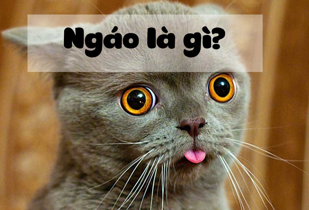 “Ngáo” là gì?