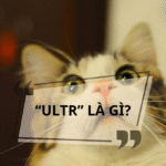 “Ultr” là gì? Phân tích ý nghĩa và nguồn gốc của “ultr”