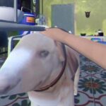 “Chú chó trong Brother Hai's Pho Restaurant” hóa ra có thật ngoài đời, tên là Tam Ca — idol mới của ...