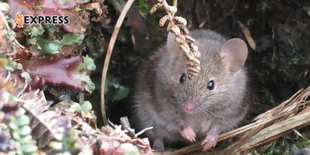 Nằm mơ thấy chuột chạy vào nhà