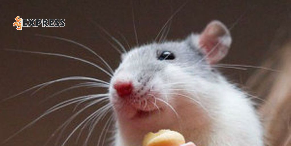 Nằm mơ thấy chuột đánh số mấy