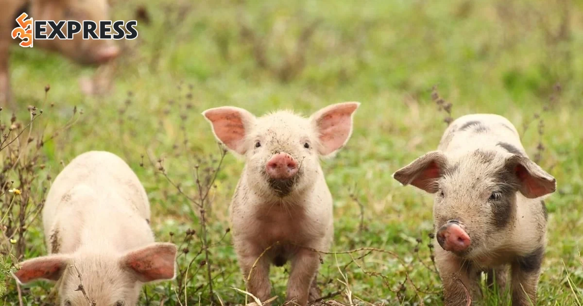 Cách giúp tuổi Kỷ Hợi 1959 tăng cát khí