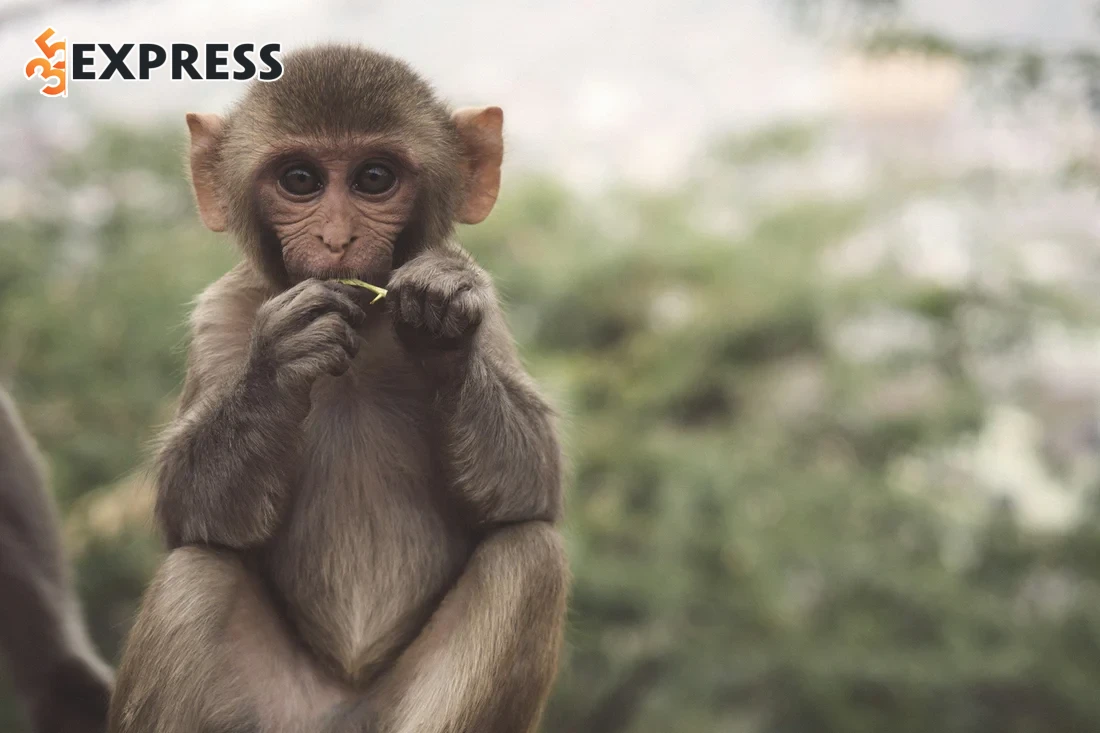 Sao chiếu mệnh và vận hạn của tuổi nhâm thân trong năm 2026