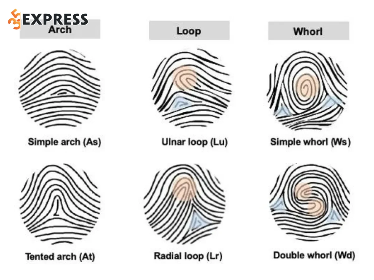 Các chủng vân tay chính