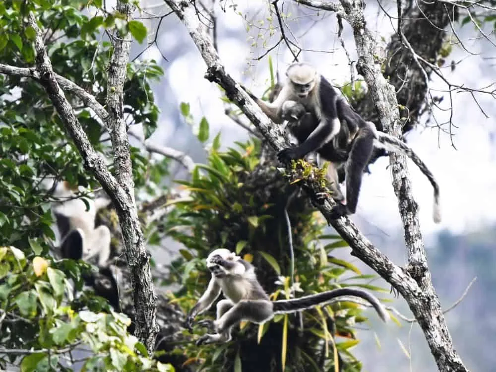 Wildlife Tour