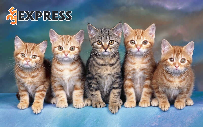Tên mèo phong thủy cho bé mèo mệnh Thủy